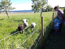 lampaat